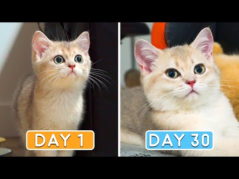 Day 0 to 30: Growing Up New Kitten Miso