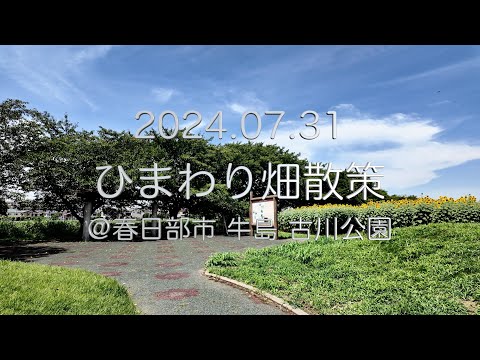 春日部市 牛島古川公園 ひまわり散策(2024.07.31)