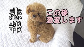 サマーカットで激変した愛犬の姿にパパが凹みました