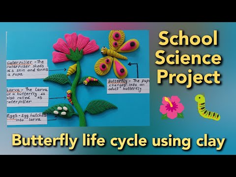 Butterfly Life Cycle 🦋 // Life Cycle of Butterfly // School Science Project