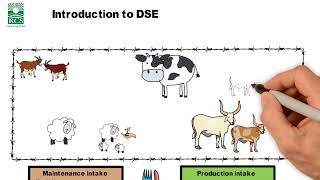 An introduction to DSE