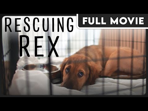 Rescuing Rex - The Remarkable Journey of Stray Dogs to Find Freedom - FULL DOCUMENTARY