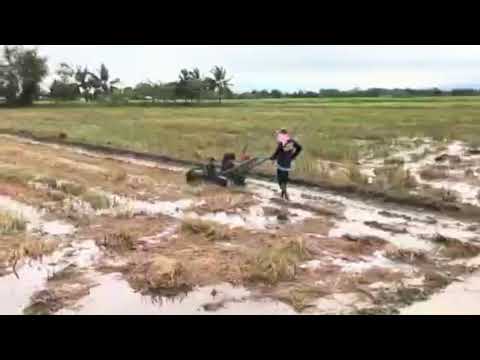 Rice Field Preparation, how it is done in the Philippines