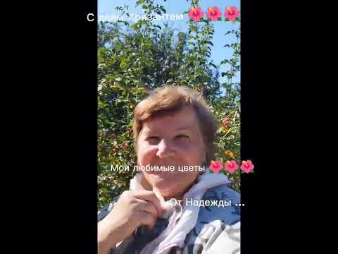 @С днём Хризантем 🌺🌺🌺!