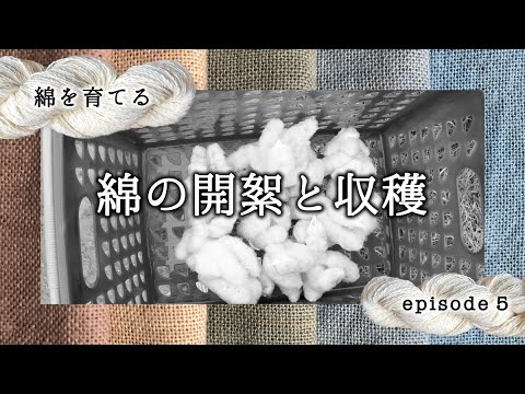 綿の開絮と収穫／綿を育てる episode 5