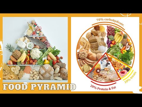 Food Pyramid |Balanced Diet 2021|