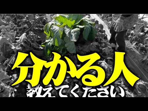 【コレ何？謎の作物教えてください】伝説の田村蕪を育てていたら違う作物が育ちました。【田村蕪】