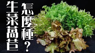 生菜萵苣Lettuce怎麼種 | 如何在陽台種生菜萵苣《葛斯怎麼種》03