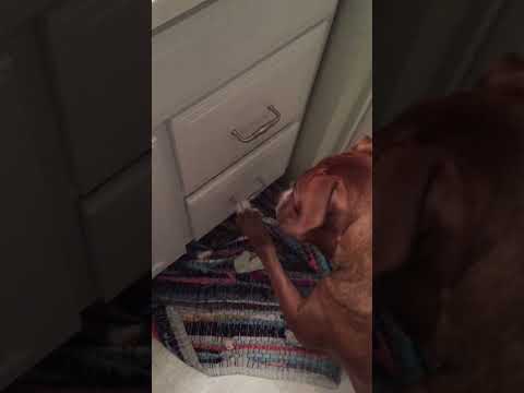 Silly Puppy Won't Let Mom Close Drawer