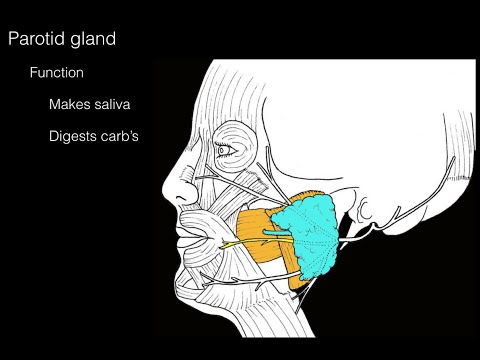 Parotid gland