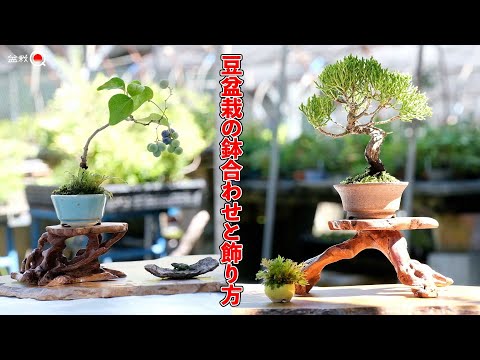 Basics and variety? How to pot and decorate mame bonsai. [Bonsai Q]