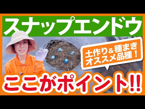 家庭菜園や農園で人気のスナップエンドウ栽培！品種の選び方やおすすめ品種！土作りや種まきのコツ！不織布を長持ちさせる留め方をご紹介！【農園ライフ】