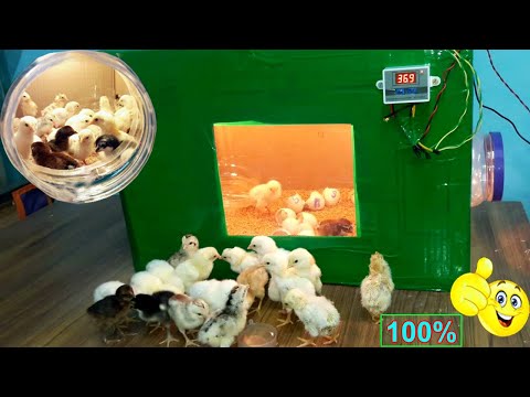 BEST INCUBATOR FOR CHICKEN EGGS WITH 100% EFFICIENCY | DIY-HOMEMADE EGG INCUBATOR | YOU CAN DO THIS