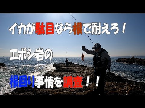 【都内近郊】【エボシ岩】ロックフィッシュ調査！神奈川エギングエリア