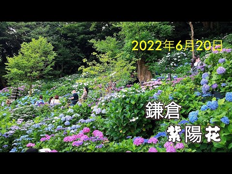 【日本旅行】2022鎌倉紫陽花                                             观赏日本绣球花