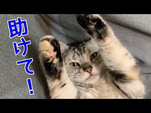 【しゃべる猫】食べ過ぎて起き上がれなくなった猫！おしゃべりペット