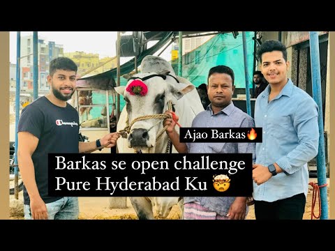 Essa Yafai Ki Taraf Se | Pure Hyderabad Ku Open Challenge |  Hyderabad Biggest Bull🔥| Ajao Barkas