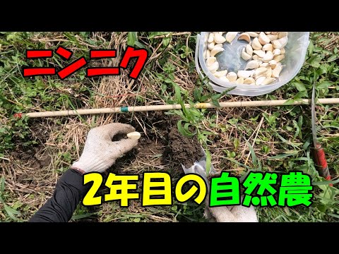 【ニンニク】ニンニク　2年目の自然農