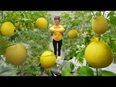 TIMELAPSE: Harvesting Watermelon, pineapple, forest fruit go to the market sell - Duong bushcraft