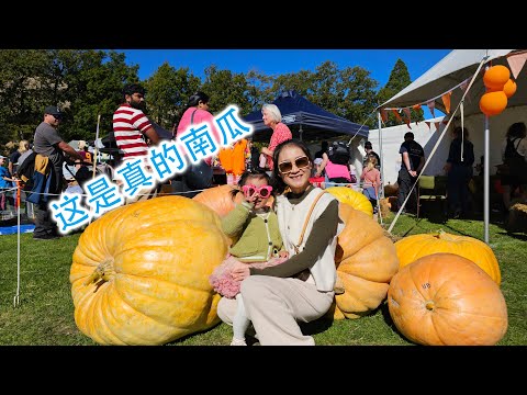 这大南瓜！南瓜节可太好玩了(新西兰 Harold Vlog 847)