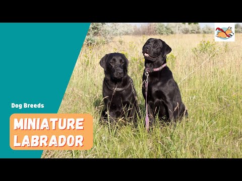 Miniature Labrador: The Best Family Pet In A Smaller Size