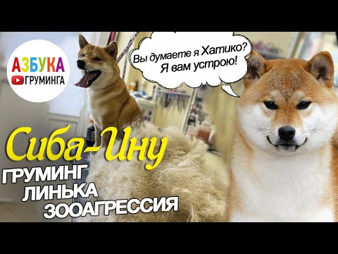 Сиба - ину. Груминг, линька и особенности  породы. Собака - Хатико ?