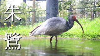 【トキの森公園】佐渡島のおすすめ観光名所