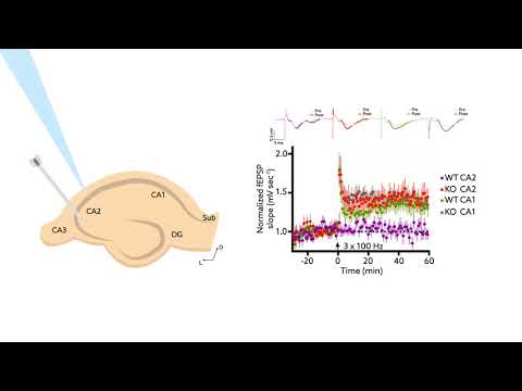 The protein RGS14 regulates calcium signaling in CA2 neurons to restrict plasticity