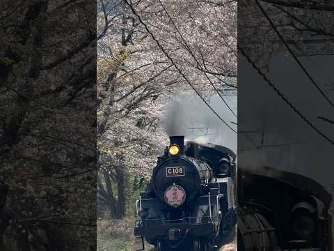 大井川鉄道のSLさくら号