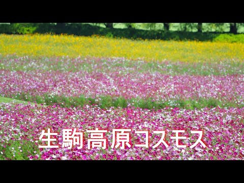 【生駒高原 コスモス】4K EOSR7