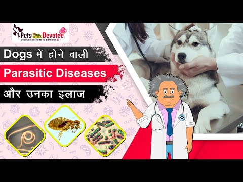 Parasite Diseases in Dogs: कारण, बचाव और इलाज की पूरी जानकारी | Dog Illness Discovered