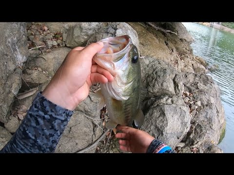 【バス釣り】6月下旬にやたら効いた釣り方を紹介します