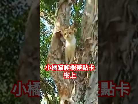 小橘貓爬樹差點卡樹上 #可愛貓咪 #cat