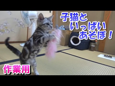 子猫といっぱいあそぼ！「作業用猫動画」アメリカンショートヘア