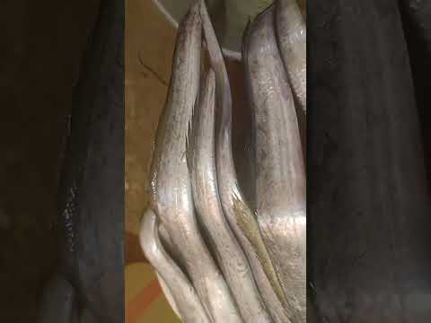 Valameen & Tholmeen #seafood #shortsviral #trending #vdj #vlogs #subcribemychannel