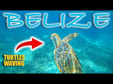 (2023) UNREAL Snorkeling In Belize Barrier Reef | Best Belize Scuba Diving Coral Reef