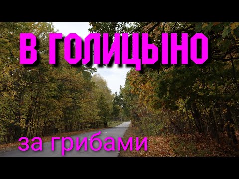 В Голицыно за грибами