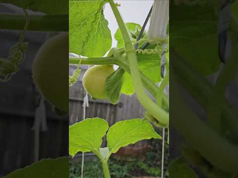 A Lesson in Never Giving Up, Red Kuri Squash || DHBG