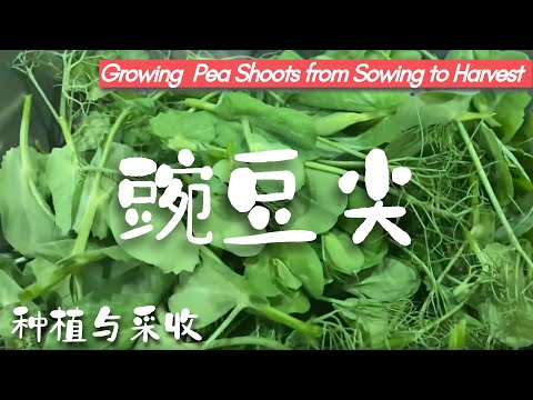 Planting and Maintaining Pea Shoots