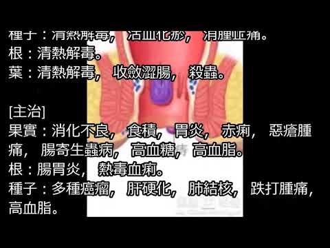 【健康養生】好神奇！用它煮水喝, 多年痔瘡竟然變小了！ 1個星期治好痔瘡！【心靈舒果】