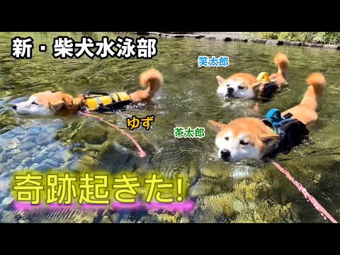 【神回】柴犬監視員さんは水嫌いだとばかり思っていたらまさかの新・柴犬水泳部爆誕！