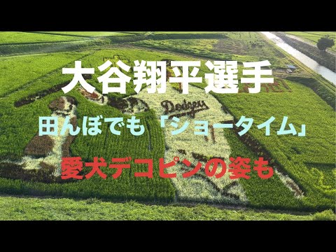 大谷翔平選手、田んぼでも「ショータイム」愛犬デコピンの姿も❣️  #田んぼアート #大谷翔平 #ドジャース #見頃 #花巻市