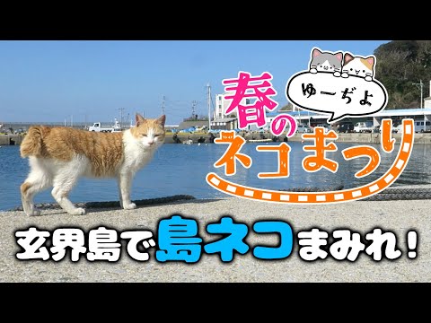 【ゆーぢよ春のネコまつり】開催！玄界島でネコまみれ！福岡玄界島で出会った島猫ちゃん達をご紹介します／猫動画｜国内旅行