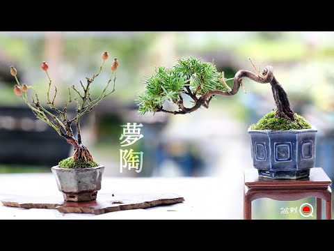 Planting Yafusa juniper and Yoshida rose in mutoh pots [Bonsai Q]