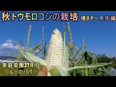 【超甘～い 秋トウモロコシ 種まき～発芽 2020】家庭菜園27年目  無農薬 半自給自足 ルーのパパ