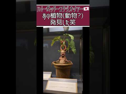 【ハリーポッターの世界へ】マンドレイク喋る鉢植えおった笑