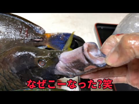 閲覧注意!!見た事の無い怪魚が釣れたので食べる