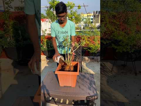 How to grow adenium plant 🪴