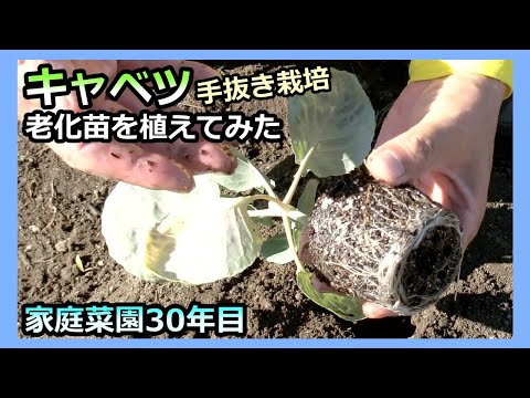 【春キャベツ手抜き栽培】老化苗を植えてみたら 家庭菜園30年目