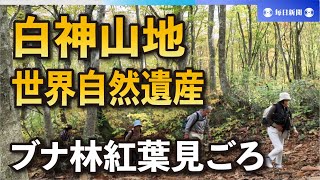 色づく世界自然遺産「白神山地」　ブナ林、紅葉見ごろ